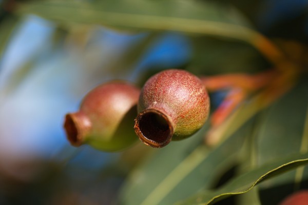 Australian Gumnut Pair by Joy Watson